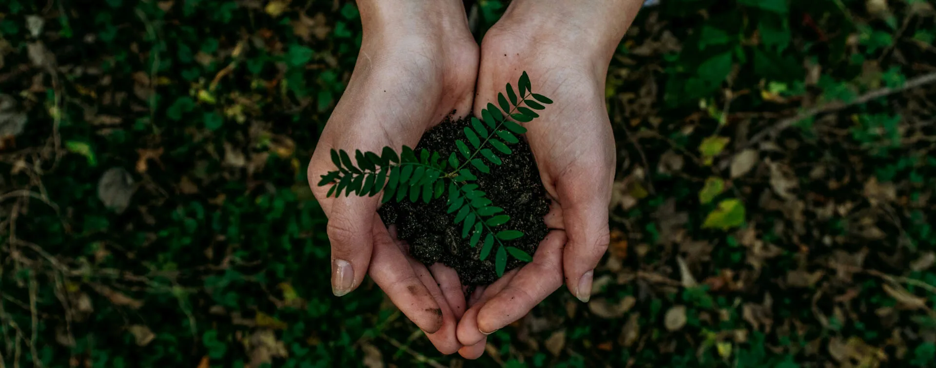 Cuscinetti ecologici